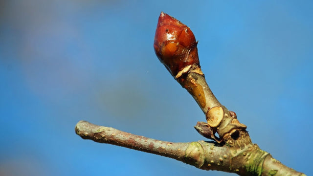 Bourgeons de marronnier, gemmothérapie