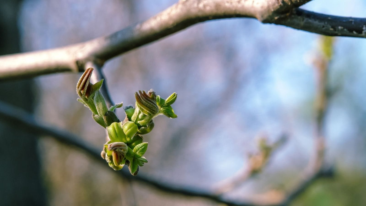 Bourgeons de noyer, gemmothérapie