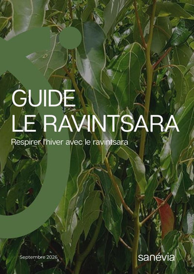Guide Ravintsara : Respirer l'hiver avec le ravintsara