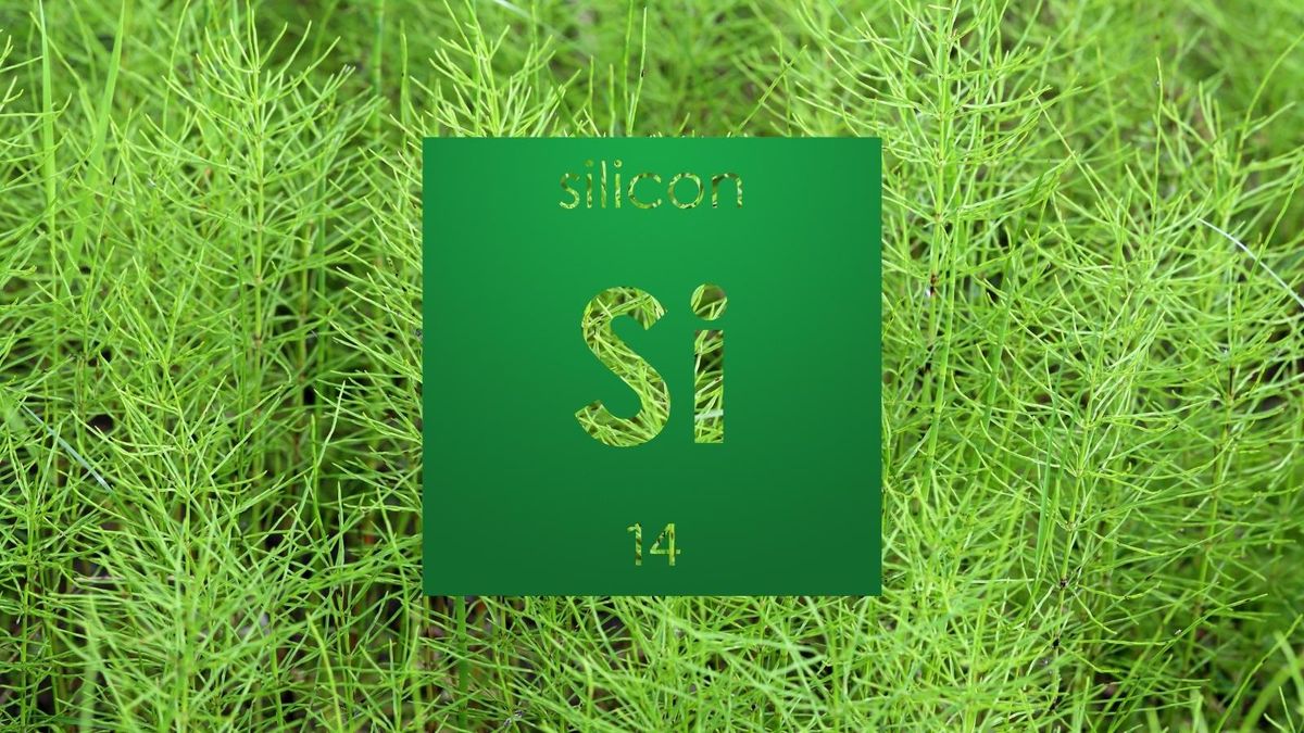 Silicium organique, silice minérale, silicium élémentaire : comprendre la différence avant de choisir