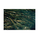 Fucus Algue Varech