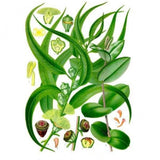 Huile essentielle Eucalyptus Globuleux Herbes et Traditions, 10 ml