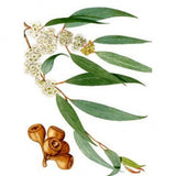 Huile essentielle Eucalyptus Radié Herbes et Traditions, 10 ml