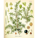 Huile essentielle Genévrier Herbes et Traditions, 10 ml