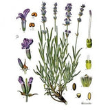 Huile essentielle Lavande Aspic Herbes et Traditions, 10 ml