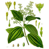 Huile essentielle Litsée Citronée Herbes et Traditions, 10 ml