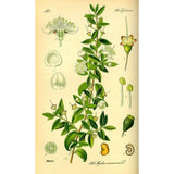Huile essentielle Myrte rouge Herbes et Traditions, 10 ml