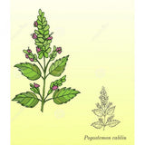 Huile essentielle Patchouli Herbes et Traditions, 10 ml