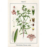 Huile essentielle Sarriette des montagnes Herbes et Traditions, 5 ml