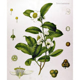 Huile essentielle Tea Tree Herbes et Traditions, 10 ml