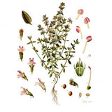 Huile essentielle Thym à thymol Herbes et Traditions, 5 ml