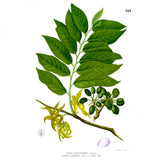 Huile essentielle Ylang Ylang complète Herbes et Traditions, 10 ml