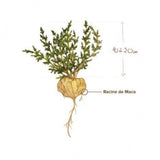 Maca en poudre bio Nature's Finest, 250g