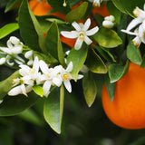 Eau florale Fleur d'Oranger