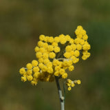 Eau florale Hélichryse italienne
