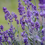 Eau florale Lavande Fine