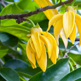 Eau florale Ylang Ylang