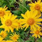 Macérat huileux Arnica