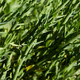 Huile essentielle Estragon