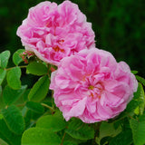 Huile essentielle Rose de Damas