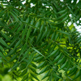 Huile végétale Neem