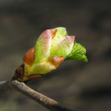 Bourgeons Orme bio