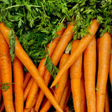 Macérat huileux Carotte