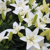 Macérat huileux Lys blanc
